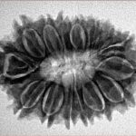 16 Mukhi Rudraksha 29.4mm 4.84gm - Inverse xray