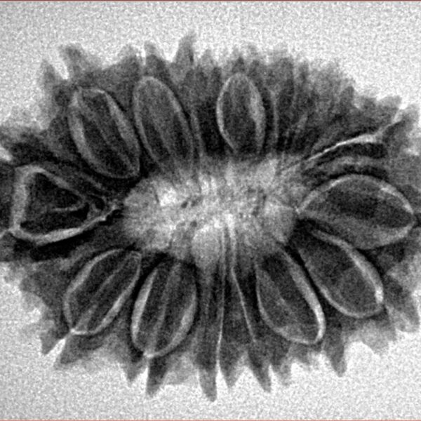 16 Mukhi Rudraksha 29.4mm 4.84gm - Inverse xray