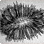 17 Mukhi Rudraksha 29.9mm 4gm - Origin: Nepal - Inverse xray