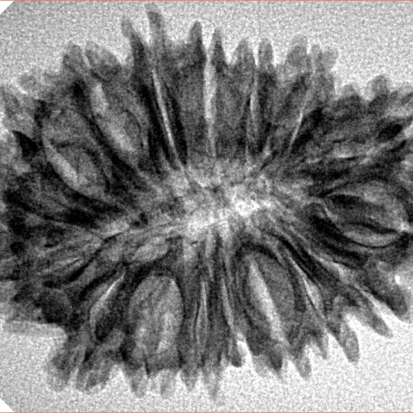 17 Mukhi Rudraksha 29.9mm 4gm - Origin: Nepal - Inverse xray