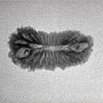 25 Mukhi Rudraksha 21.5mm 1.23gm - Inverse xray