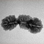 27 Mukhi Trijuti 24.4mm 1.48gm - Inverse xray