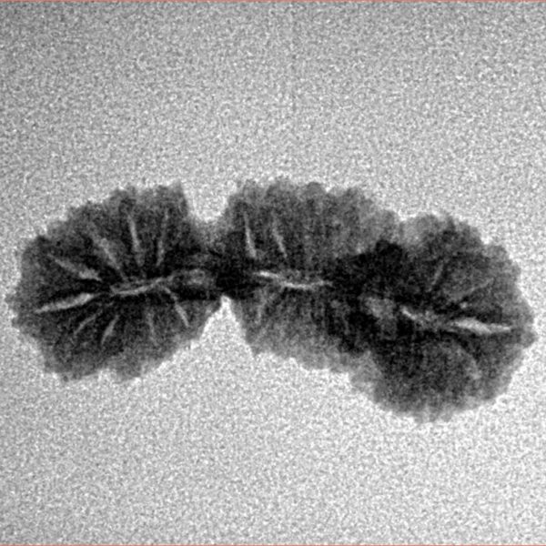 27 Mukhi Trijuti 24.4mm 1.48gm - Inverse xray