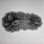 25 Mukhi Rudraksha 24.1mm 1.9gm - Inverse xray
