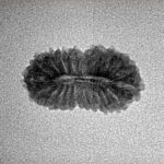 21 Mukhi Rudraksha 19.3mm 1gm - Inverse xray