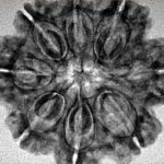 8 Mukhi Rudraksha 27.8mm 5.61gm - Inverse xray