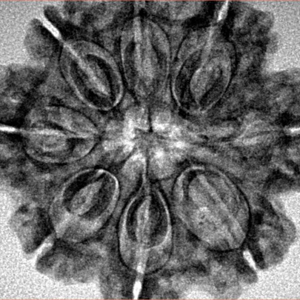 8 Mukhi Rudraksha 27.8mm 5.61gm - Inverse xray