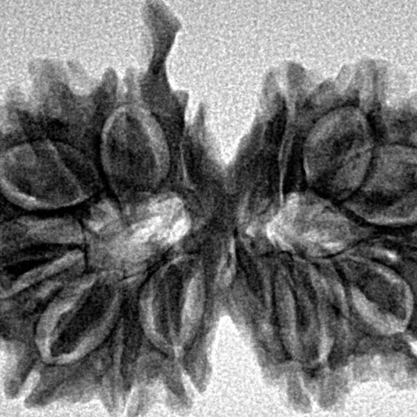 14 Mukhi G.S & Ganesh 31.7mm 4.52gm - Inverse xray