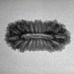 21 Mukhi Rudraksha 23mm 1.55gm - Inverse xray