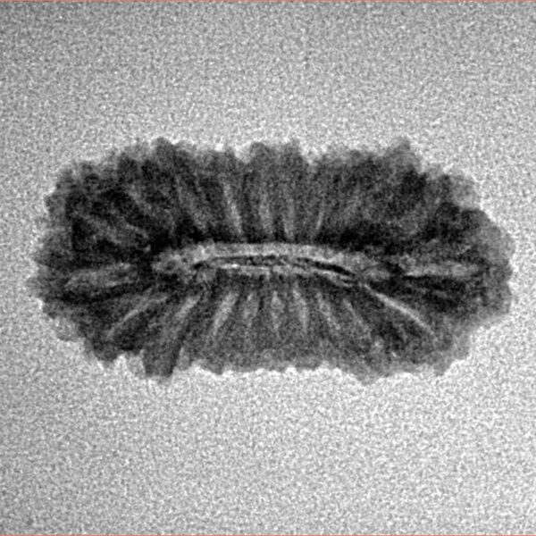 21 Mukhi Rudraksha 23mm 1.55gm - Inverse xray