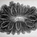 16 Mukhi Rudraksha 32.2mm 5.75gm - Inverse xray