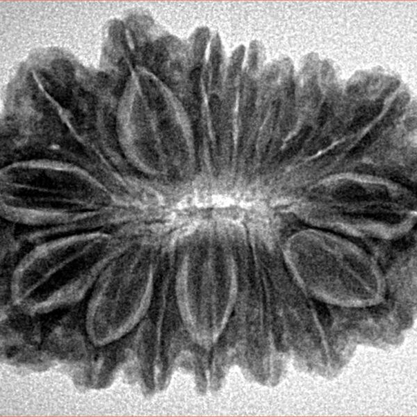 16 Mukhi Rudraksha 32.2mm 5.75gm - Inverse xray