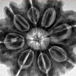 8 Mukhi Rudraksha 28.2mm 7.11gm - Inverse xray