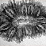 17 Mukhi Rudraksha 33.3mm 5.19gm - Inverse xray