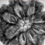 8 Mukhi Rudraksha 34mm 8.93gm - Inverse xray