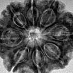 8 Mukhi Rudraksha 28.8mm 6.36gm - Inverse xray