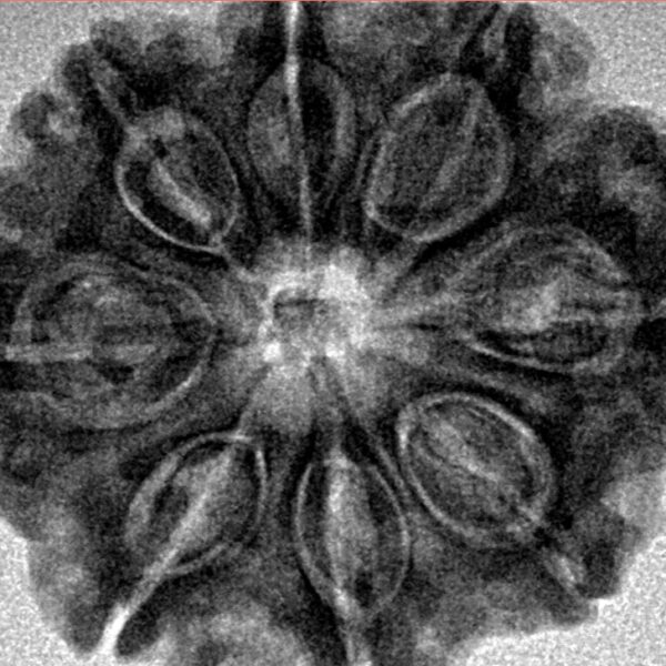 8 Mukhi Rudraksha 28.8mm 6.36gm - Inverse xray