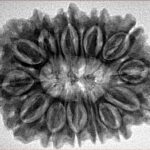 13 Mukhi Rudraksha 31mm 6.17gm - Inverse xray