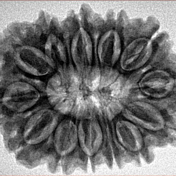 13 Mukhi Rudraksha 31mm 6.17gm - Inverse xray