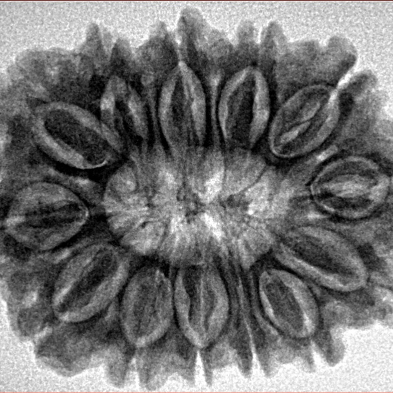13 Mukhi Rudraksha 31mm 6.17gm - Inverse xray