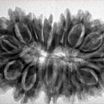 16 Mukhi Rudraksha 34.8mm 6.56gm - Inverse xray
