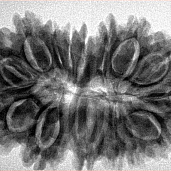 16 Mukhi Rudraksha 34.8mm 6.56gm - Inverse xray