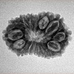 16 Mukhi Rudraksha 23.9mm 2.45gm - Inverse xray