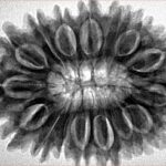 16 Mukhi Rudraksha 33mm 6.77gm - Inverse xray