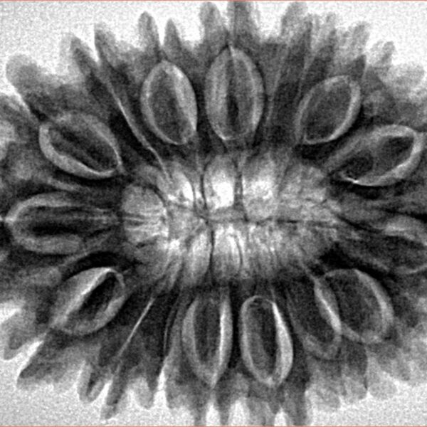 16 Mukhi Rudraksha 33mm 6.77gm - Inverse xray