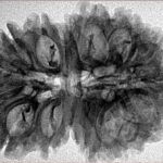 16 Mukhi Rudraksha 33.6mm 5.53gm - Inverse xray