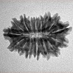 16 Mukhi Rudraksha 24mm 2.07gm - Inverse xray