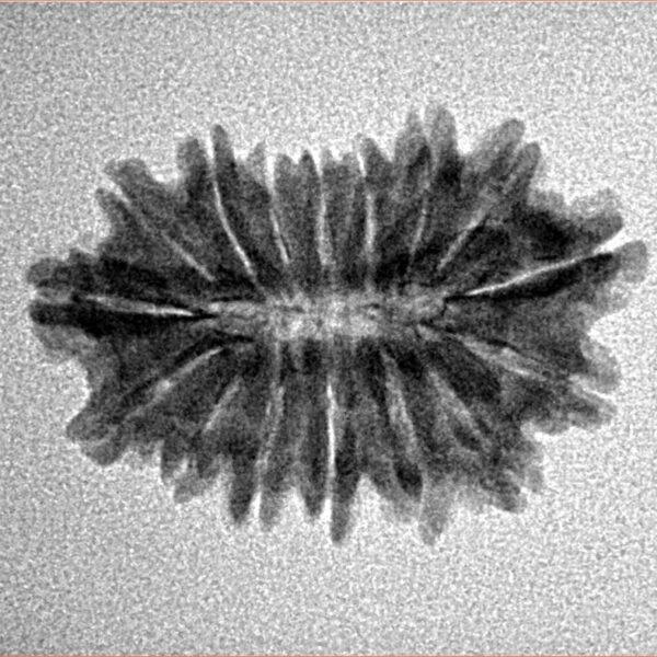 16 Mukhi Rudraksha 24mm 2.07gm - Inverse xray