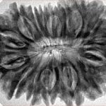 16 Mukhi Rudraksha 34.9mm 7.4gm - Inverse xray