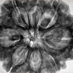 8 Mukhi Rudraksha 32.5mm 8.44gm - Inverse xray