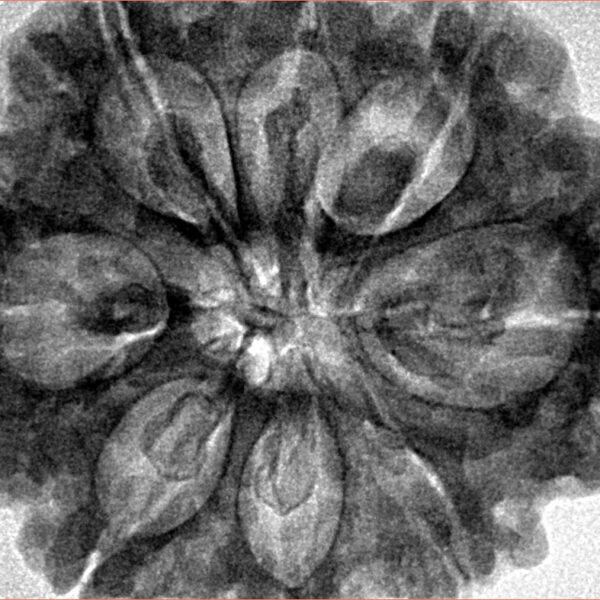 8 Mukhi Rudraksha 32.5mm 8.44gm - Inverse xray