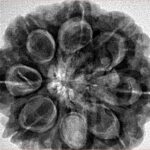 8 Mukhi Rudraksha 29.8mm 8.18gm - Inverse xray