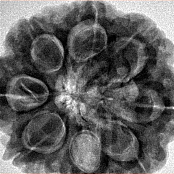 8 Mukhi Rudraksha 29.8mm 8.18gm - Inverse xray