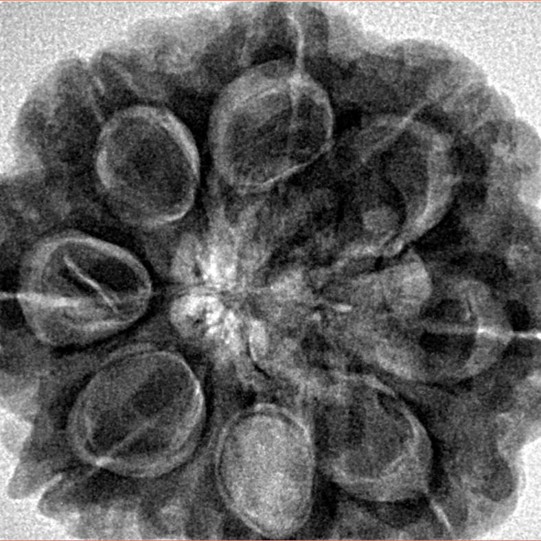 8 Mukhi Rudraksha 29.8mm 8.18gm - Inverse xray