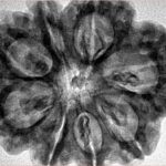 8 Mukhi Rudraksha 32.3mm 7.5gm - Inverse xray