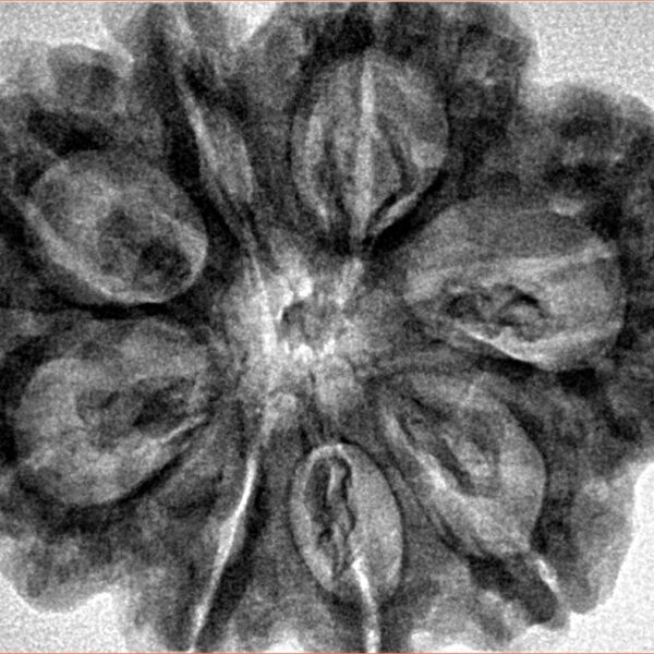 8 Mukhi Rudraksha 32.3mm 7.5gm - Inverse xray