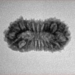 21 Mukhi Rudraksha 23mm 1.76gm - Inverse xray