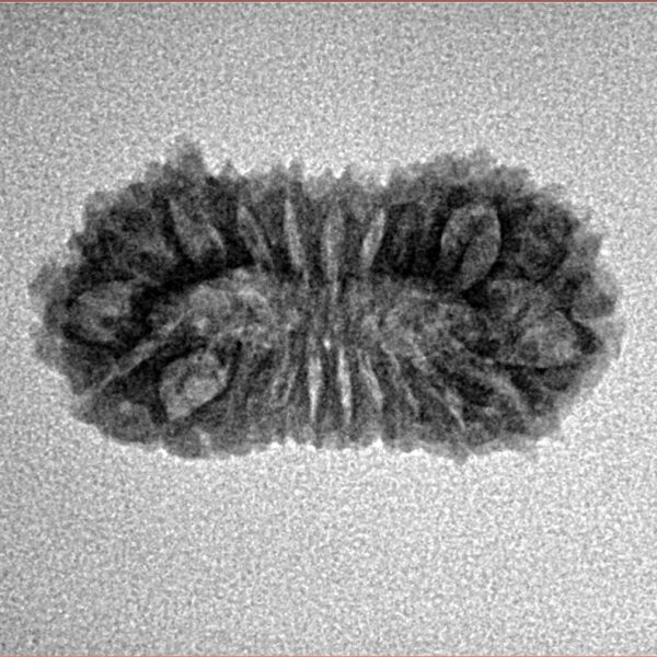 21 Mukhi Rudraksha 23mm 1.76gm - Inverse xray