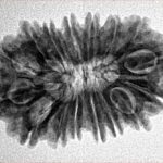 16 Mukhi Rudraksha 28mm 3.72gm - Inverse xray