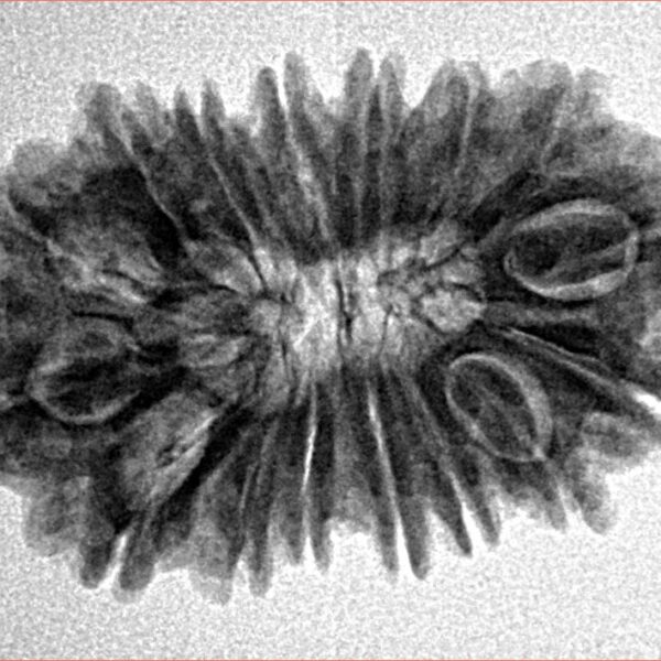 16 Mukhi Rudraksha 28mm 3.72gm - Inverse xray
