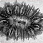 16 Mukhi Rudraksha 30.5mm 5.24gm - Inverse xray