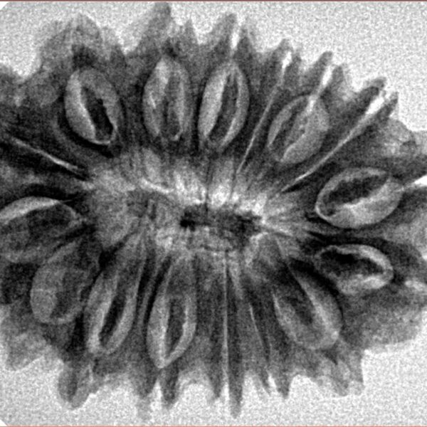 16 Mukhi Rudraksha 30.5mm 5.24gm - Inverse xray