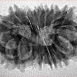 16 Mukhi Rudraksha 24.7mm 2.66gm - Inverse xray