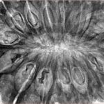 17 Mukhi Rudraksha 40.5mm 10.32gm - Inverse xray