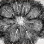 8 Mukhi Rudraksha 35.7mm 7.74gm - Inverse xray