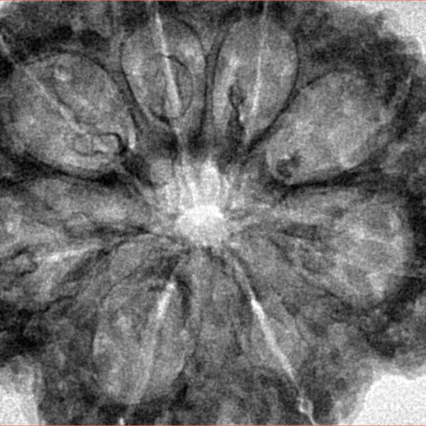 8 Mukhi Rudraksha 35.7mm 7.74gm - Inverse xray